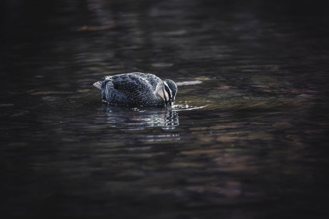 Duck drinking from a pond