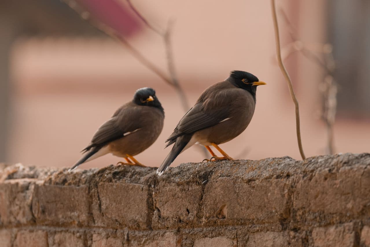 Two birds sitting on the same branch